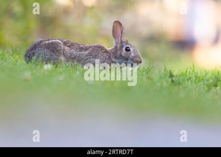 eastern cottontail (Sylvilagus floridanus) in summer Stock Photo