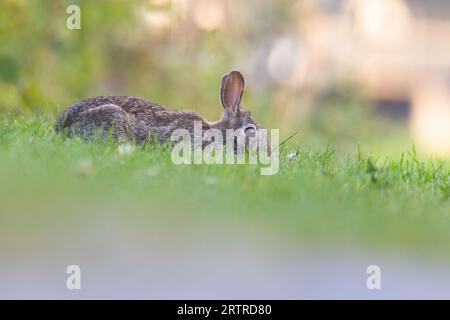 eastern cottontail (Sylvilagus floridanus) in summer Stock Photo