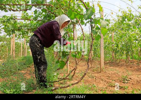 Luannan County - May 8, 2018: farmers work in vineyards, Luannan, Hebei, China Stock Photo