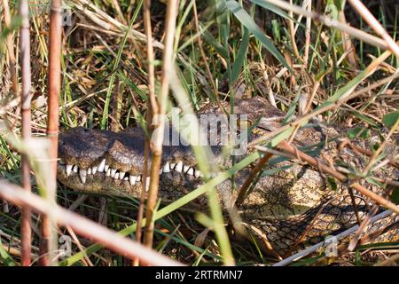 Crocodile (Crocodylia) hiding in the reeds, Okavango Delta, Botswana Stock Photo