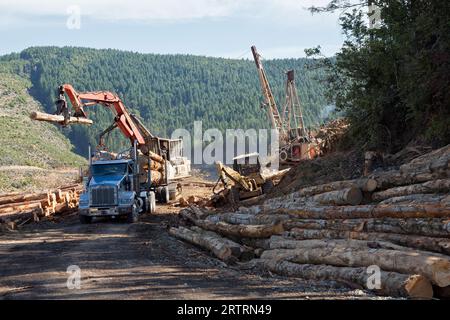 Log Boom Loader, depositing harvested Coastal Douglas Fir 'Pseudotsuga menziesii' logs on to  KW logging truck,  high lead log yarder operating. Stock Photo