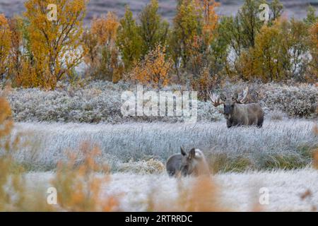 The bull elk calmly watches the calf, The bull Moose (Alces alces) calmly watches the calf Stock Photo