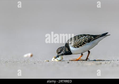 Ruddy turnstone (Arenaria interpres) are migratory birds (Photo Turnstone has found the remains of a Shore Crab on the beach), Ruddy Turnstone is a Stock Photo