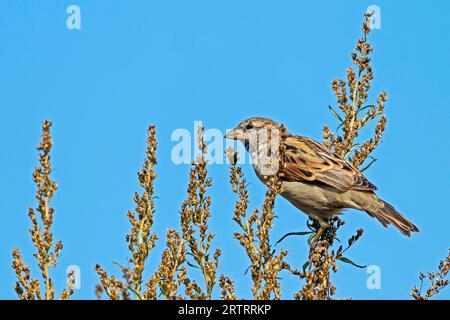 House Sparrow (Passer domesticus), the most dangerous predator is the domestic cat (House Sparrow) (Photo House Sparrow male in the moult), House Stock Photo