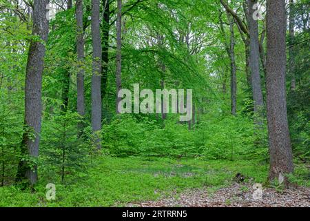 Oak, beech mixed forest in springtime (Quercus robur) (Fagus sylvatica) Stock Photo
