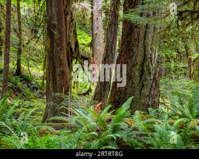 WA23669-00...WASHINGTON - Moss covered trees in an old growth forest along the Lillian River in Olympic National Park. Stock Photo