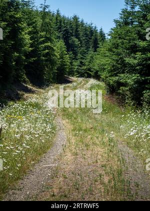 WA23680-00...WASHINGTON - Forest road through second growth forest, nearly covered with flowers located near Port Ludlow. Stock Photo