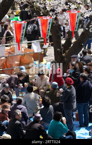 The cherry blossom season in Ueno Park is extremely popular with locals and visitors alike, Tokyo JP Stock Photo