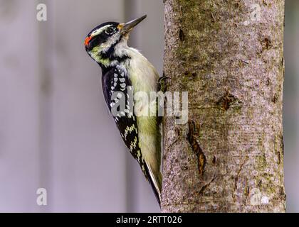 Woodpecker bird. In the Canadian forest, in the bush, I met a woodpecker, a bird that worked hard, making a specific knocking sound around. Stock Photo