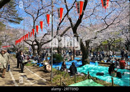 The cherry blossom season in Ueno Park is extremely popular with locals and visitors alike, Tokyo JP Stock Photo