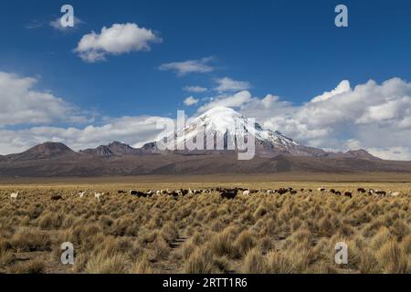 Photograph of the highest mountain in Bolivia Mount Sajama with a group of lamass and alpacas in front Stock Photo