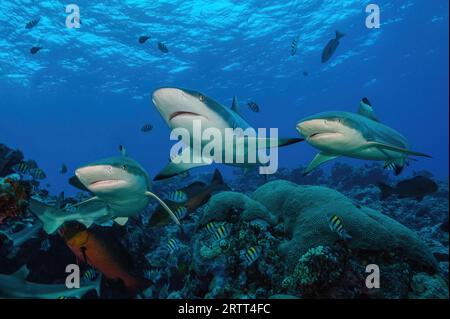 Three reef sharks (Carcharhinus) left right two blacktip reef sharks (Carcharhinus melanopterus) Blacktip reef shark Blacktip reef shark, middle Grey Stock Photo