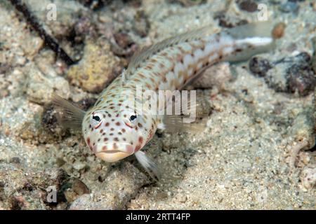 Close-up of ear-spotted sand bass (Parapercis clathrata) Sand bass looking at viewer head-on lying on sandy seabed, Pacific Ocean, Caroline Islands Stock Photo