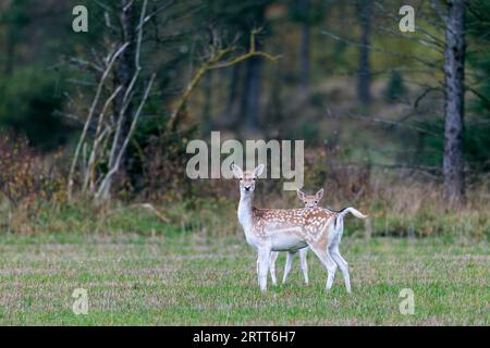 Fallow Deer, fawns spend the first two weeks of their life lying hidden in vegetation, where their mothers visit them for feeding (European Fallow Stock Photo