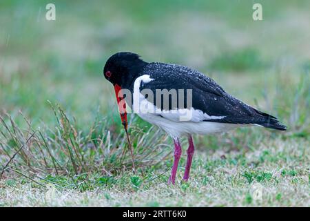 Eurasian oystercatcher (Haematopus ostralegus) breeds once a year (Photo Oystercatcher captures an earthworm), Eurasian Oystercatcher, one brood each Stock Photo