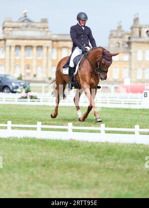 Matthew Heath of Great Britain with Sugar Rush Th during the dressage test at the Blenheim Palace International Horse Trials on September 14, 2023, United Kingdom (Photo by Maxime David/MXIMD Pictures - mximd.com) Stock Photo