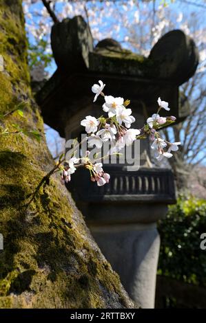 The cherry blossom season in Ueno Park is extremely popular with locals and visitors alike, Tokyo JP Stock Photo