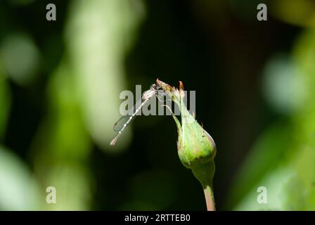 Dragonfly resting on a rose bud Stock Photo