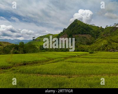 Agricultural land with paddy fields. Rice fields and mountain hills. Mindanao, Philippines. Stock Photo