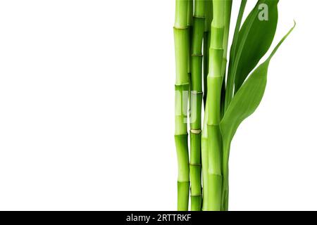 Branches of bamboo isolated on white background. Bamboo shoots with bamboo leaves for design. Stock Photo