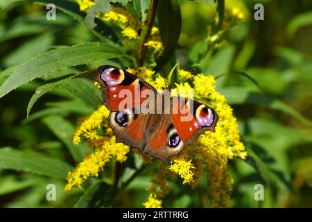 Peacock Butterfly feeding on the goldenrod flowers. Aglais io Stock ...