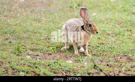 Indian Hare close-up profile photograph, watchful hare on the grass field, long ears up. Stock Photo