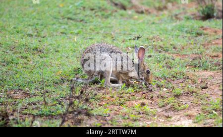 Black-naped Hare foraging in Yala national park, side-view photograph. Stock Photo