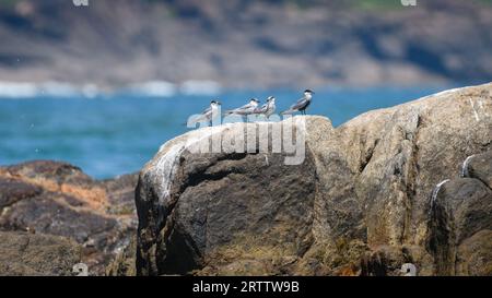 Four whiskered tern birds standing in line on a rock at Galle, Stock Photo