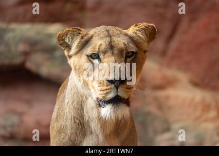 Portrait of female Barbary lion, also called the North African lion, Atlas lion and Egyptian lion Stock Photo