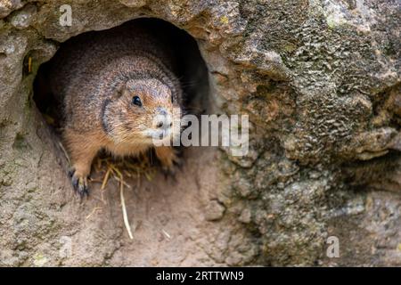 Black-tailed prairie dog pokes its head from a underground burrow Stock Photo