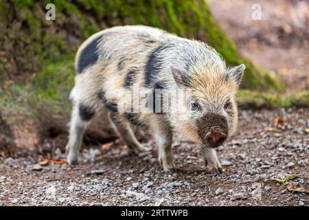 Beige-grey young piglet Vietnamese Pot-bellied on the farm Stock Photo