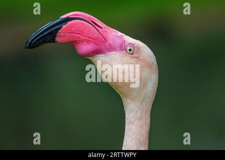 Profile of Greater Flamingo on the green background Stock Photo