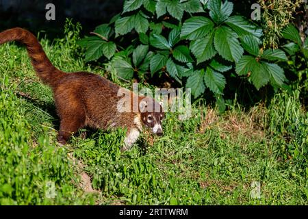 Full body of adult white-nosed coati, Nasua narica, coatimundi Stock Photo