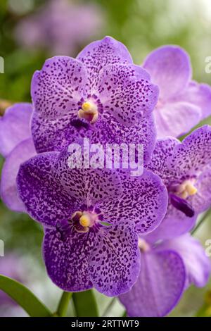 Vanda coerulea, blue orchid, blue vanda or autumn ladys tresses in the summer garden Stock Photo