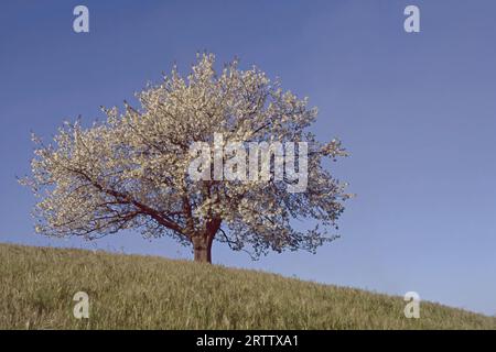 wild cherry tree in blooming, springtime Stock Photo