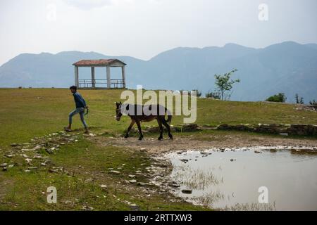 May 8th 2023, Tehri, India. Himalayan local leads his mule by a pond in Uttarakhand's meadows, showcasing mountain life Stock Photo