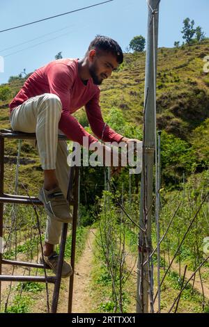 May 8th 2023, Tehri, India. Uttarakhand apple orchard employs modern farming methods, man supports apple trees with steel posts Stock Photo
