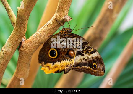 Caligo telamonius, owl butterfly on the tree Stock Photo