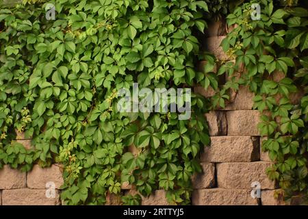 A closeup of a green plants climbing on a wall Stock Photo