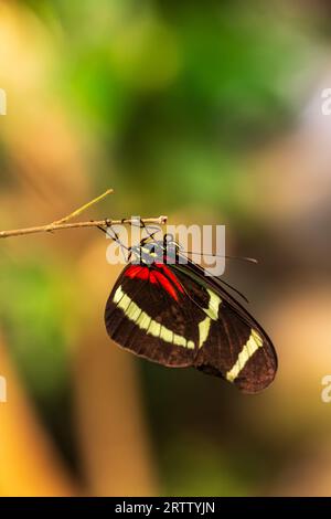 Profile of heliconius erato, red postman passion flower butterfly Stock Photo