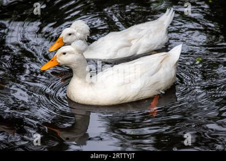 Two swimming domestic white crested duck breed on the farm Stock Photo
