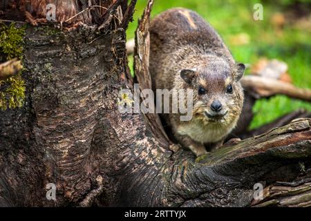 View of Yellow-spotted rock hyrax bush hyrax, Heterohyrax brucei Stock Photo