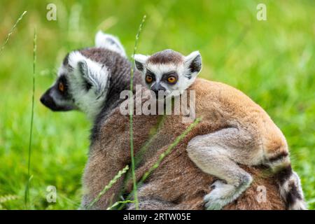 Female Ring-tailed lemur and little baby on her back Stock Photo