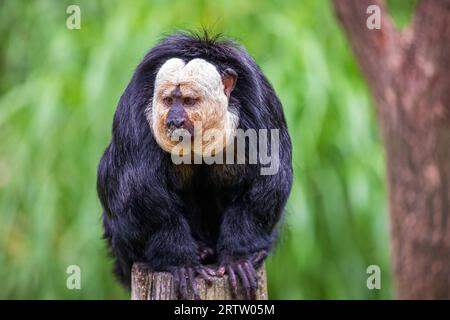 Portrait of male white-faced saki (Pithecia pithecia), Guianan saki, the golden-faced saki monkey Stock Photo