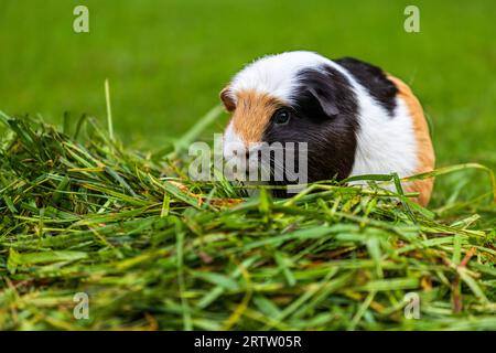 Tricolor domestic guinea pig, domestic cavy Stock Photo