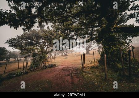 Scenic view of tourists walking among laurel trees in Fanal Forest on Madeira, Portugal, exploring this mystical forest in misty weather conditions Stock Photo