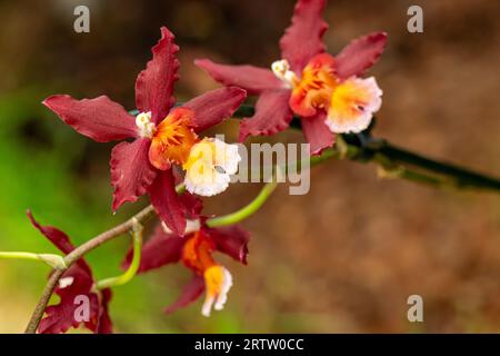 Portrait of colorful branch Renanthera orchid flower Stock Photo