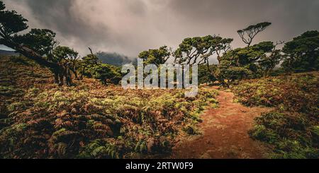 View of the fern covered high plateau of Fanal Forest on Madeira, Portugal, with dramatic clouds creeping up the mountain in the background Stock Photo