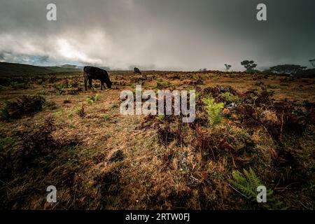 View of a cows grazing in the dense plains of the Fanal Forest on Madeira, Portugal, with dramatic clouds creeping up the mountain in the background Stock Photo