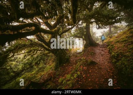 Scenic view of a boy walking along a trail through the Fanal forest on Madeira, Portugal, with eerie overgrown laurel trees on a misty and rainy day Stock Photo